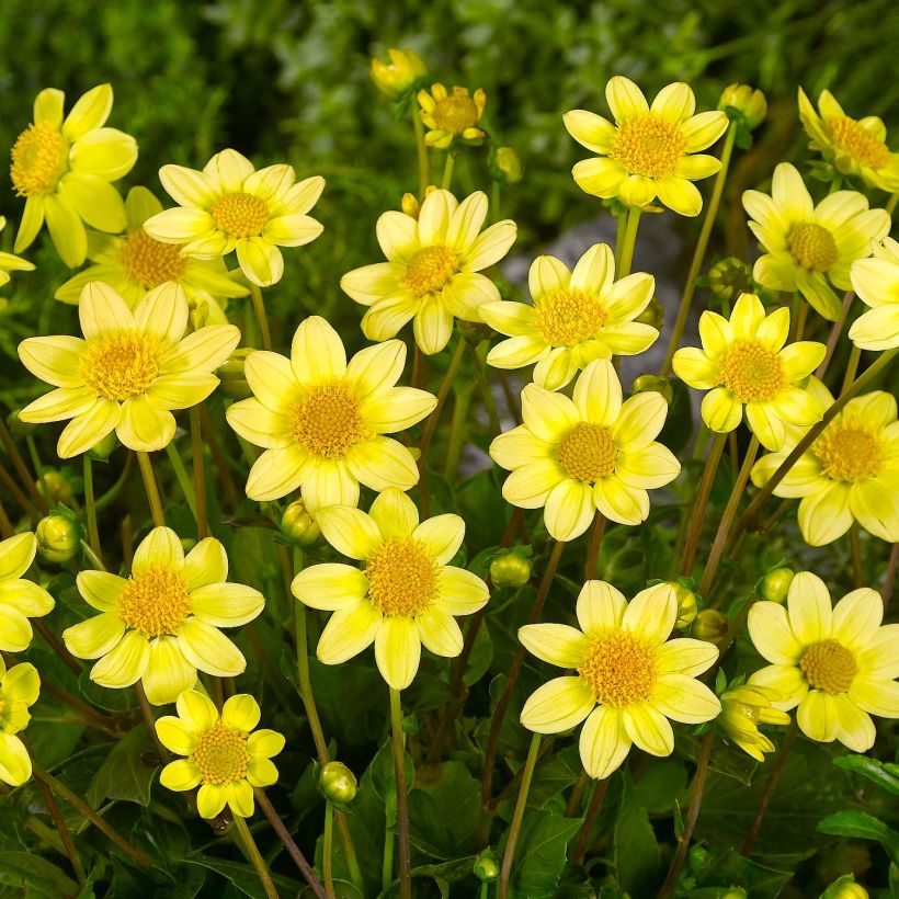 Dahlia nain Topmix Yellow (Flowering)