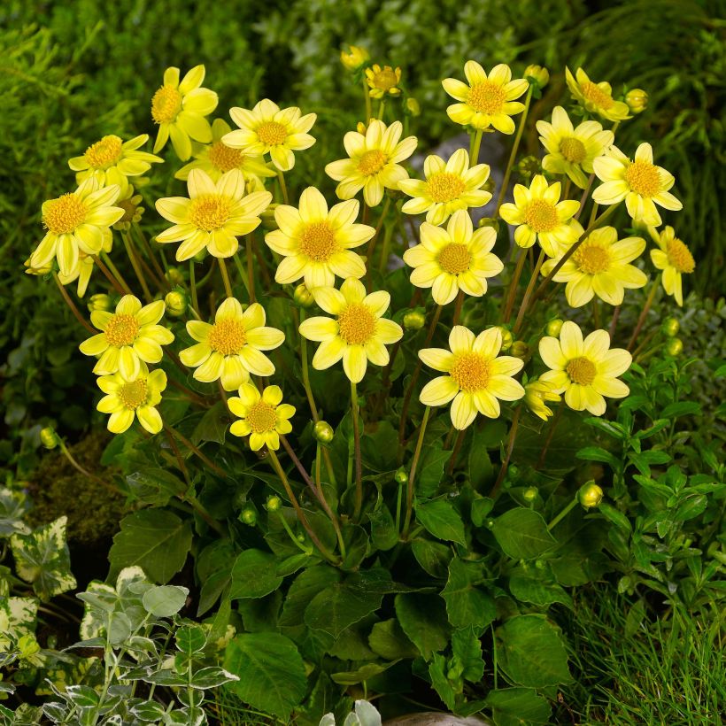 Dahlia nain Topmix Yellow (Plant habit)