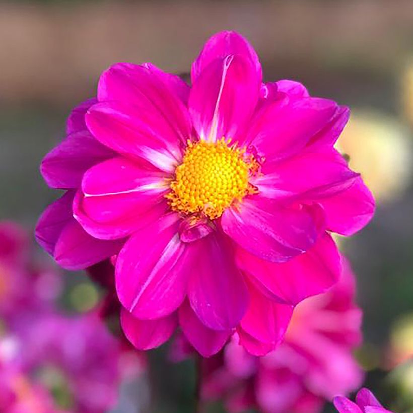 Dahlia paysage Miracle Purple (Flowering)
