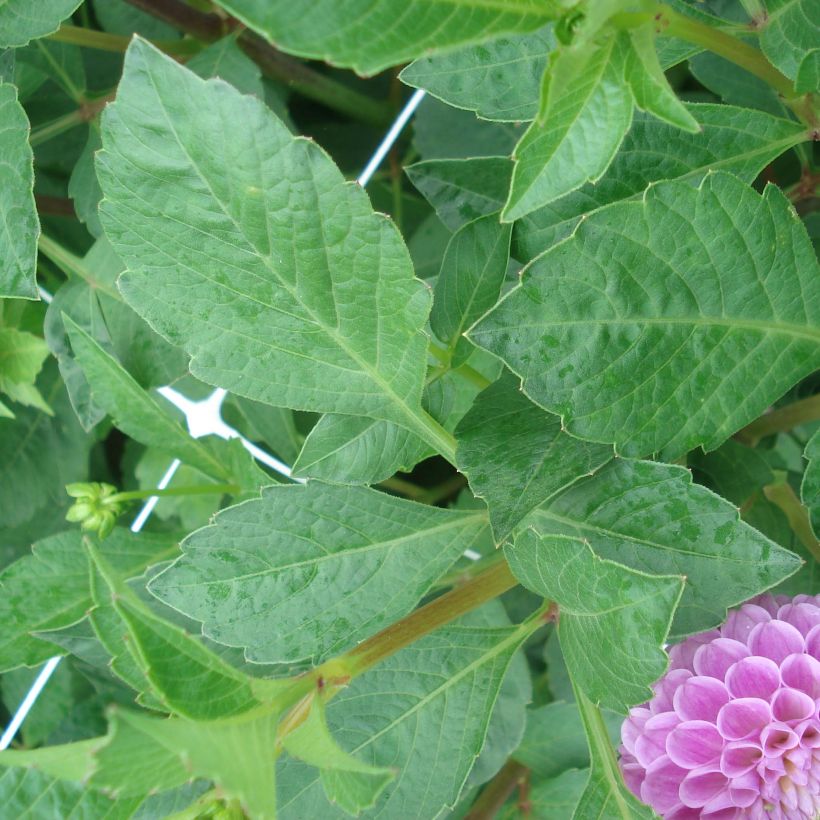 Dahlia pompon Franz Kafka (Foliage)