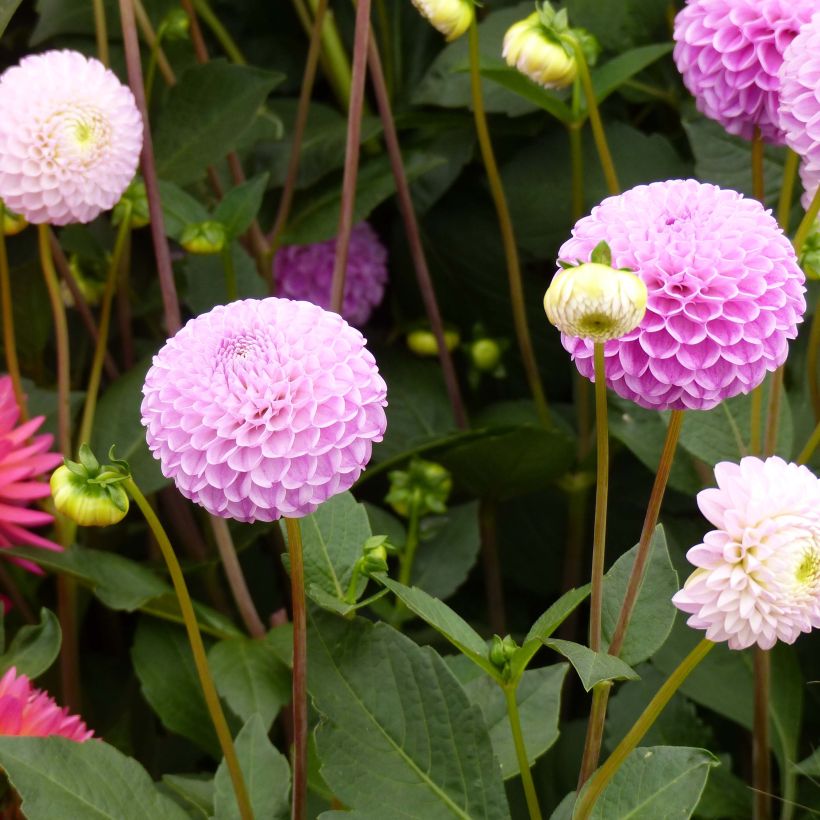 Dahlia pompon Franz Kafka (Flowering)