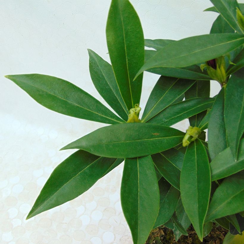 Daphne Perfume Princess - Daphné parfumé (Foliage)