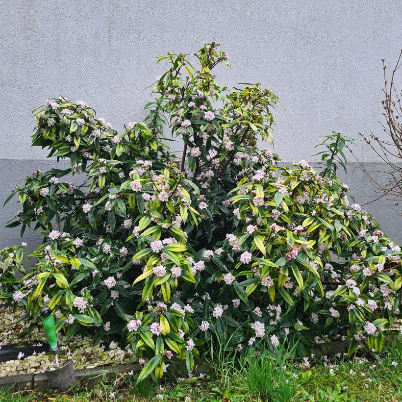 Daphne Perfume Princess - Daphné parfumé (Plant habit)