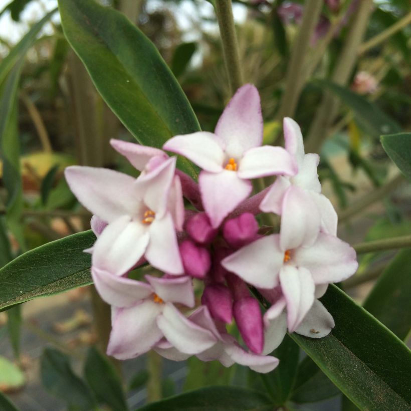 Daphne Spring Beauty (Flowering)