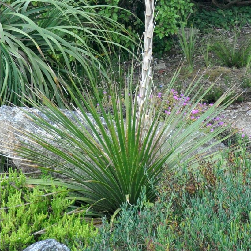 Dasylirion cedrosanum - Dasylire (Plant habit)