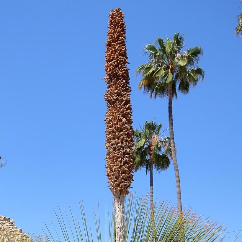Dasylirion quadrangulatum - Dasylire ou Sotol quadrangulaire (Flowering)