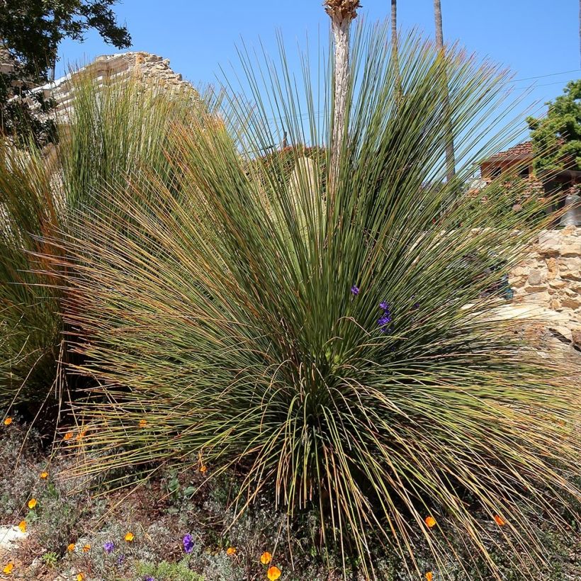 Dasylirion quadrangulatum - Dasylire ou Sotol quadrangulaire (Plant habit)