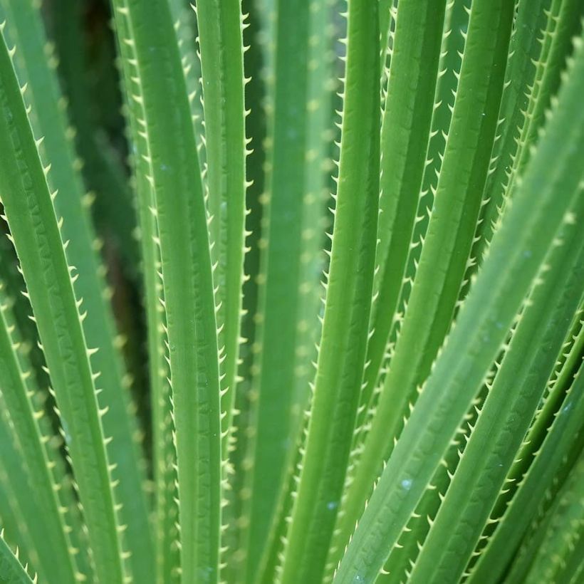 Dasylirion texanum - Sotol du Texas (Foliage)