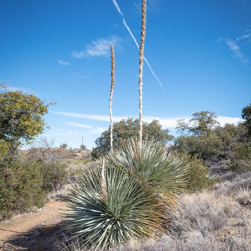 Dasylirion wheeleri  (Plant habit)