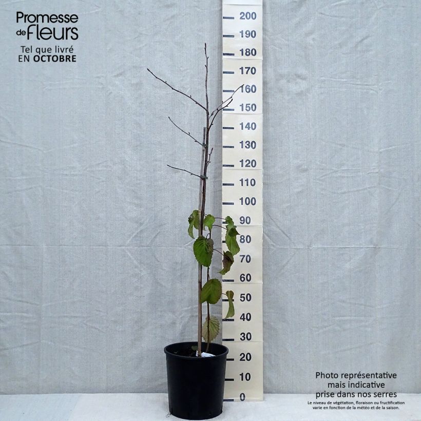 Example of Arbre aux mouchoirs - Davidia involucrata var. vilmoriniana Pot de 18L/20L as you get in automne