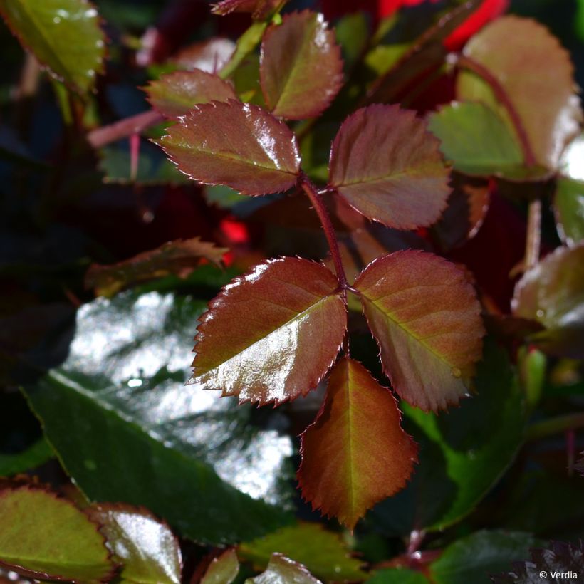 Rosier Décorosier New Vesuvia (Foliage)
