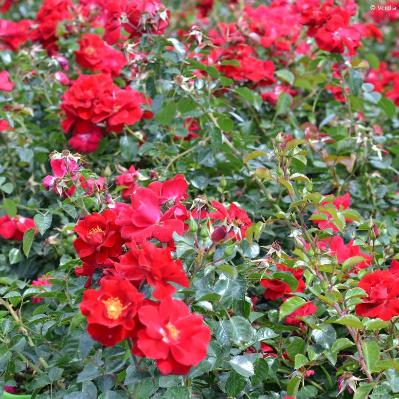 Rosier Décorosier New Vesuvia (Plant habit)