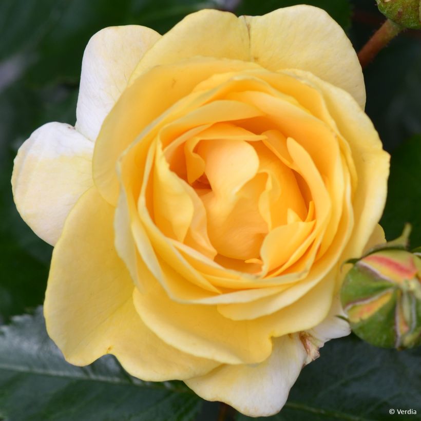 Rosier Decorosier Soleya (Flowering)