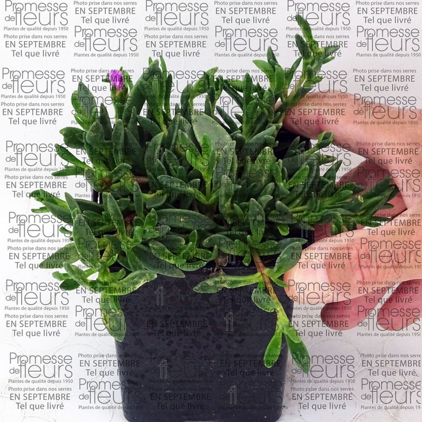 Example of Delosperma Table Mountain - Pourpier vivace  Godet de 7/8 cm as you get