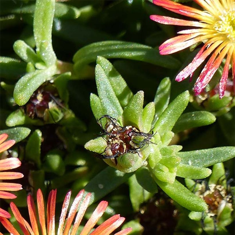 Delosperma Wheels of Wonder Fire (Foliage)