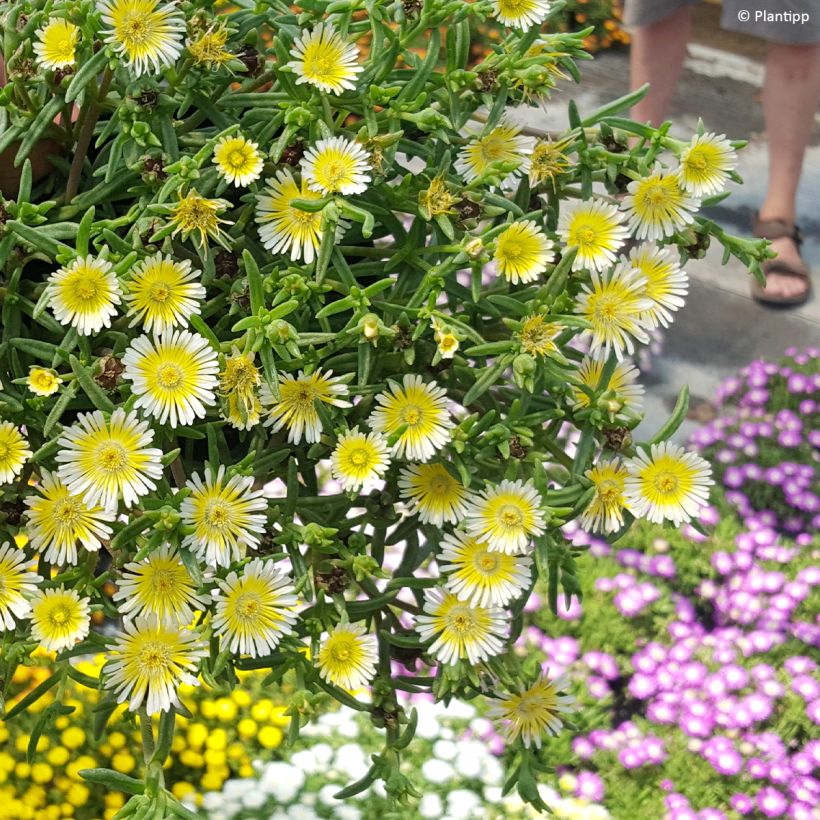 Delosperma Wheels of Wonder Limoncello (Plant habit)