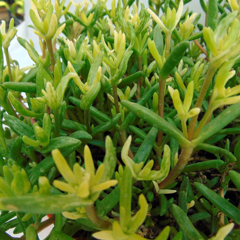 Delosperma Wheels of Wonder Orange (Foliage)