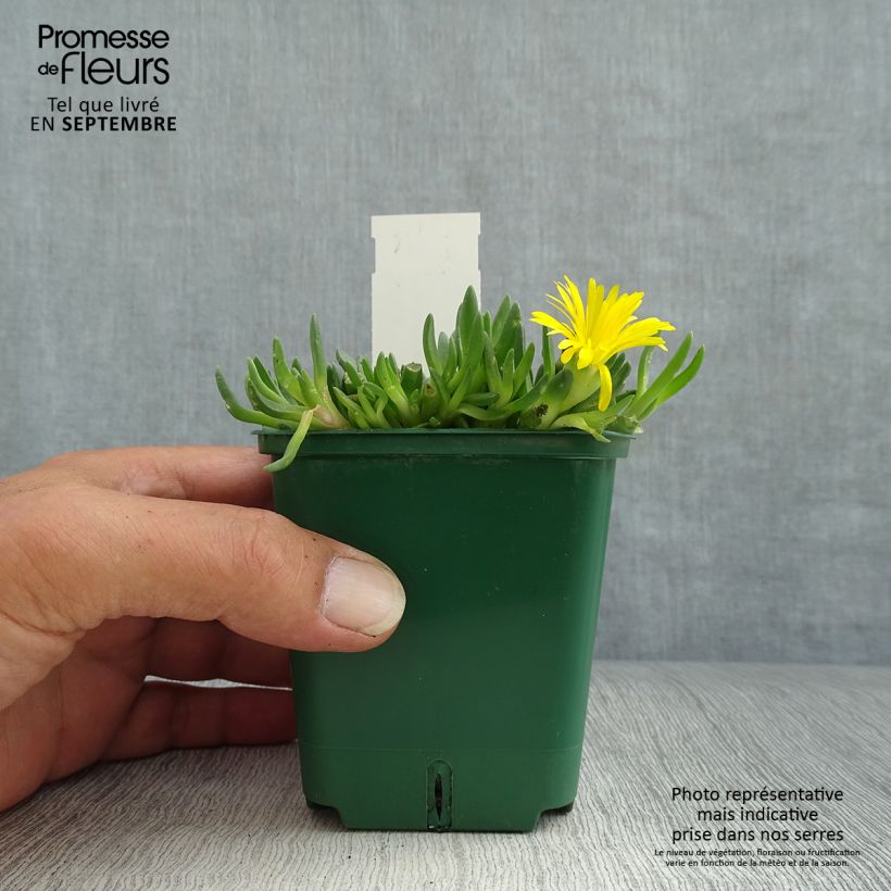 Example of Delosperma deschampsii Godet de 8/9 cm as you get in automne