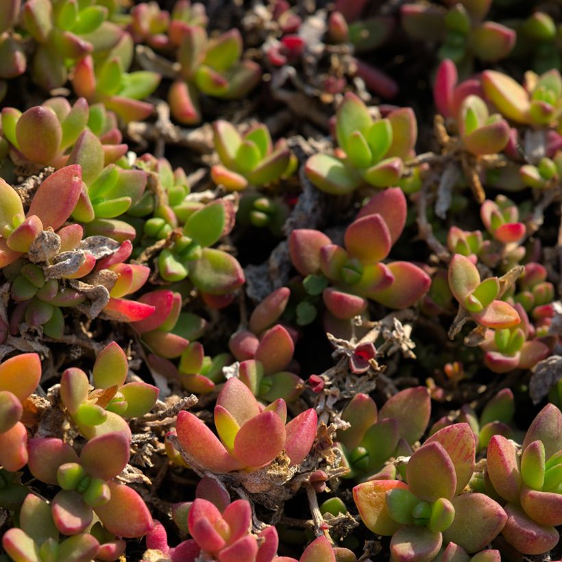 Delosperma lineare - Ficoïde jaune, Pourpier vivace (Foliage)