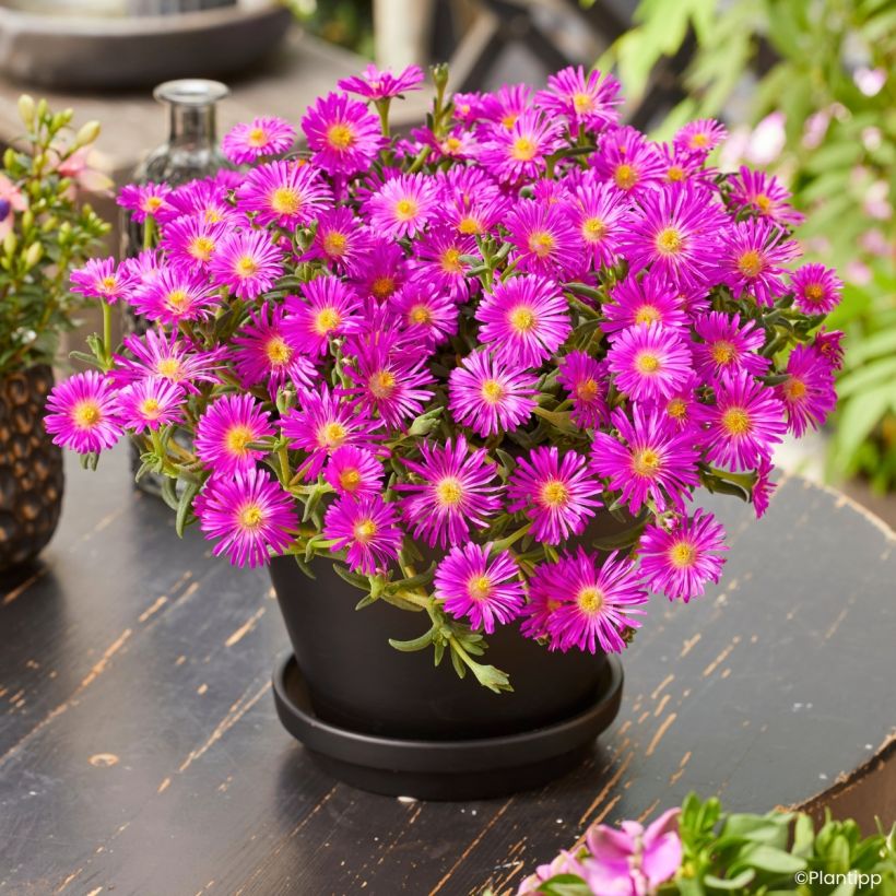 Delosperma Ocean Sunset Violet (Plant habit)