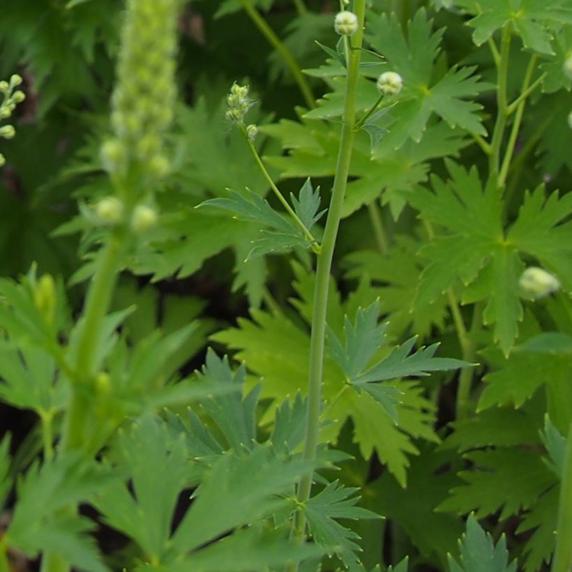 Delphinium Pacific Blue Jay - Pied d'Alouette vivace (Foliage)