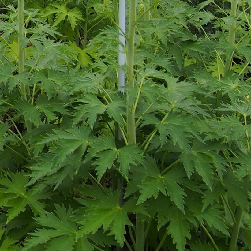 Delphinium Blue Lace - Pied d'Alouette vivace (Foliage)