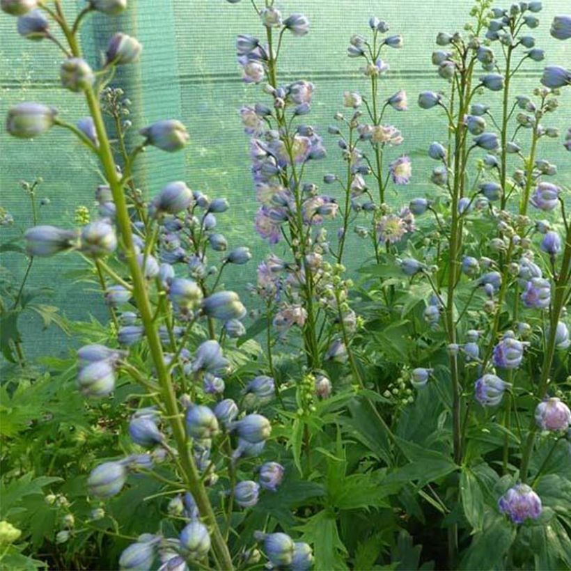 Delphinium Highlander Bolero - Pied d'alouette vivace (Plant habit)