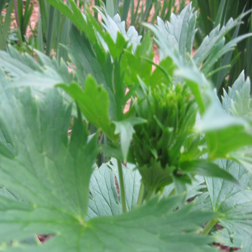 Delphinium F.W. Smith - Pied d'Alouette vivace (Foliage)