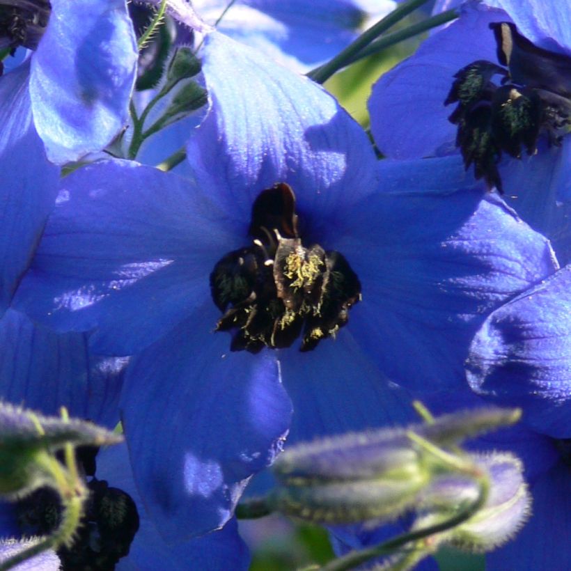Delphinium x cultorum Finsteraarhorn - Pied d'Alouette vivace (Flowering)