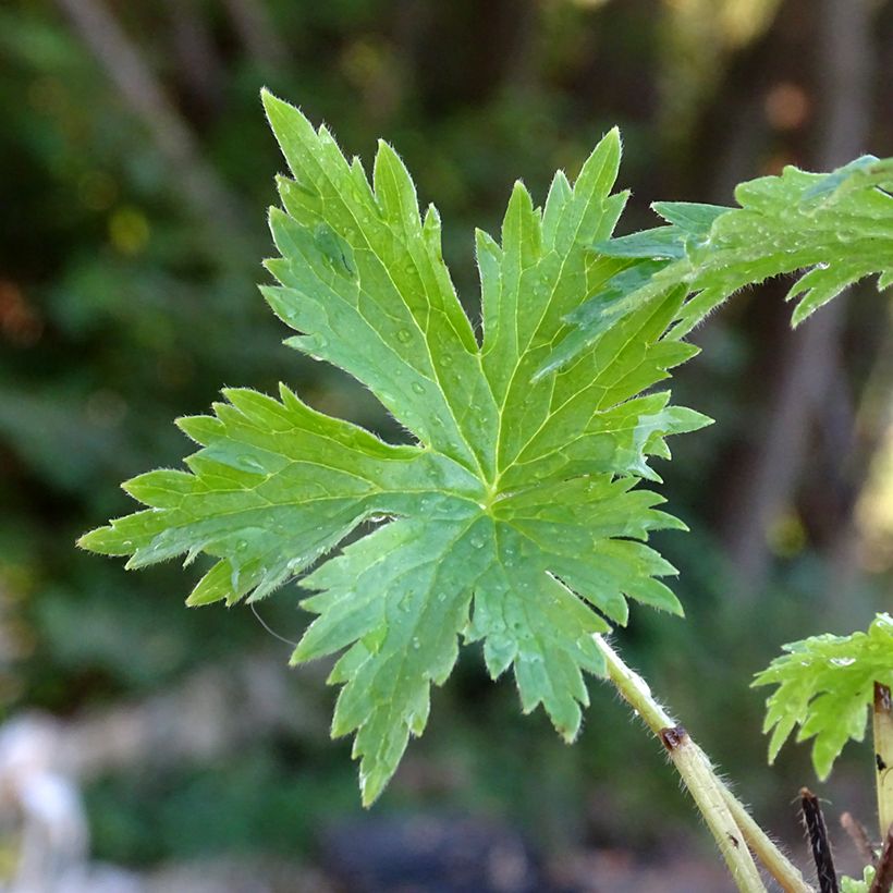 Delphinium Highlander Cha Cha - Pied d'alouette vivace (Foliage)