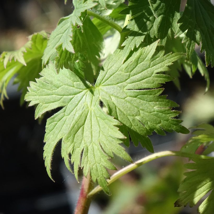 Delphinium Highlander Flamenco - Pied d'Alouette vivace  (Foliage)