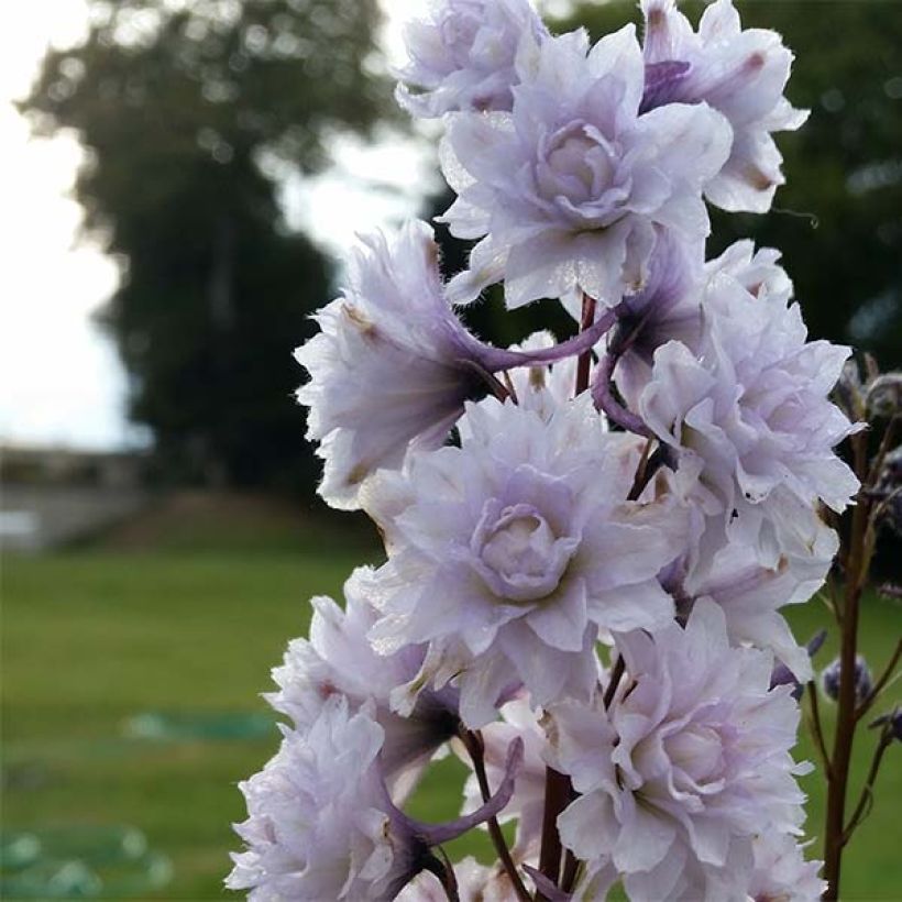 Delphinium Highlander Cha Cha - Pied d'alouette vivace (Flowering)