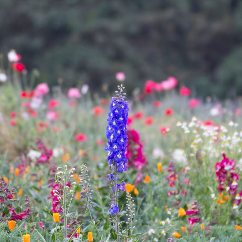 Delphinium Pacific Blue Bird - Pied d'Alouette vivace (Plant habit)