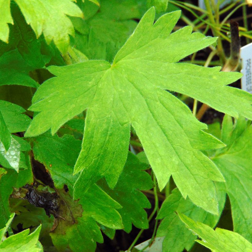 Delphinium Pacific Galahad - Pied d'Alouette vivace (Foliage)