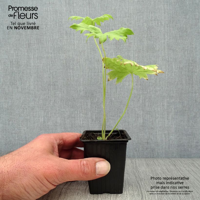 Example of Delphinium Pacific Galahad - Pied d'Alouette vivace Godet de 7/8 cm as you get in automne