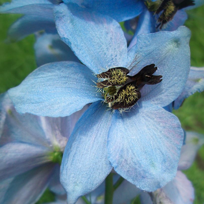 Delphinium Perlmutterbaum, Pied d Alouette (Flowering)