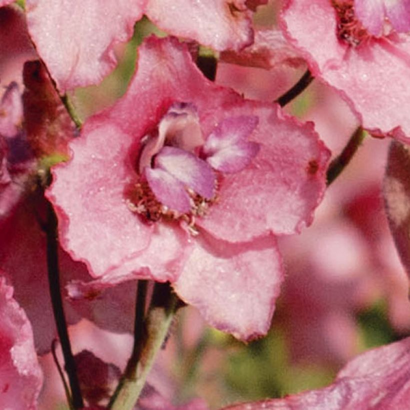 Delphinium Ruysii Pink Sensation, Pied d'Alouette (Flowering)