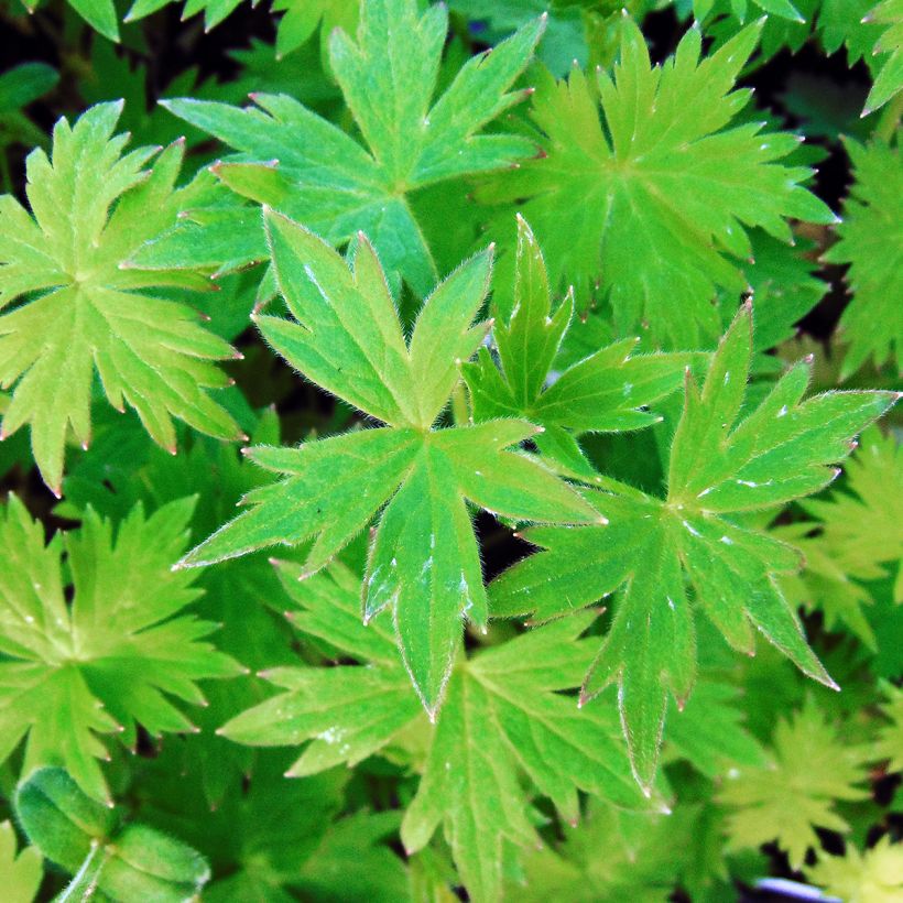 Delphinium Ruysii Pink Sensation, Pied d'Alouette (Foliage)