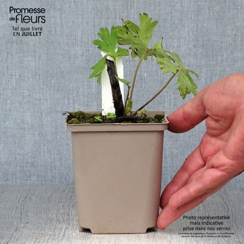 Example of Delphinium Strawberry Fair, Pied d Alouette Godet de 8/9 cm as you get in ete