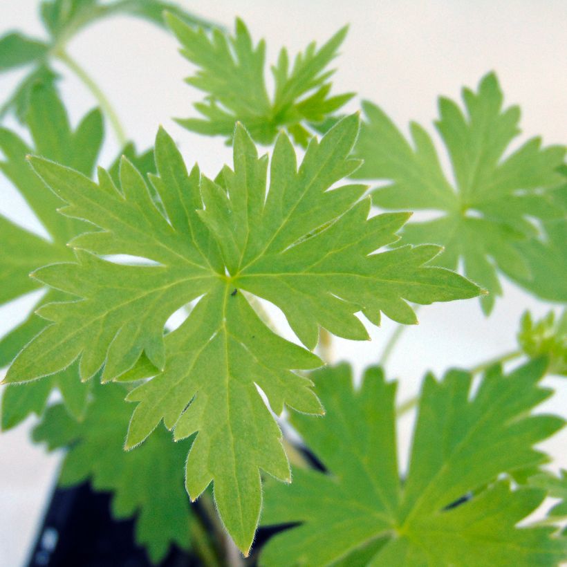 Delphinium belladonna Piccolo - Pied d'Alouette vivace (Foliage)