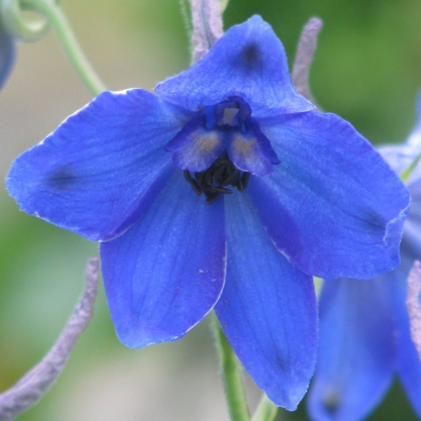 Delphinium belladonna Völkerfrieden - Pied d'Alouette vivace (Flowering)