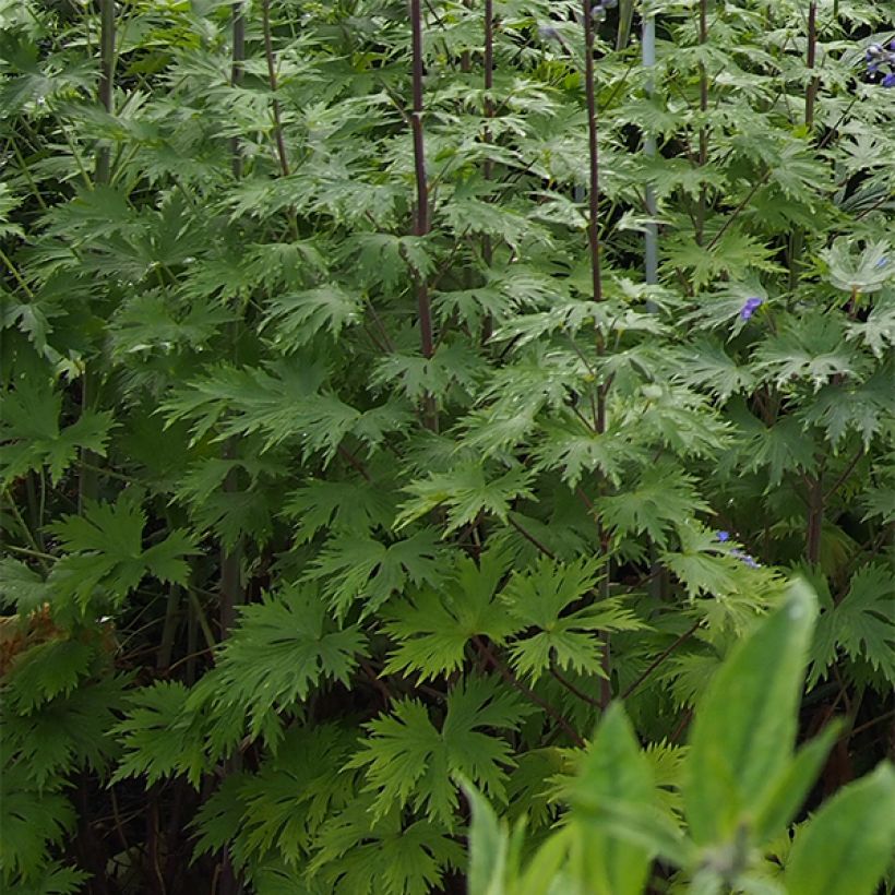 Delphinium elatum Double Innocence - Pied d'alouette vivace (Foliage)