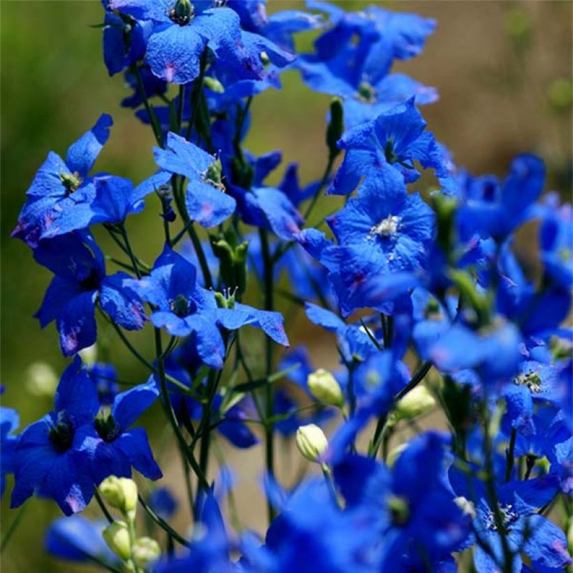 Delphinium grandiflorum sinensis - Pied d'Alouette vivace (Flowering)