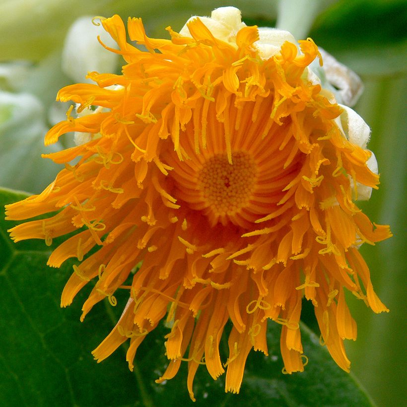 Dendroseris litoralis (littoralis) - Arbre chou  (Flowering)