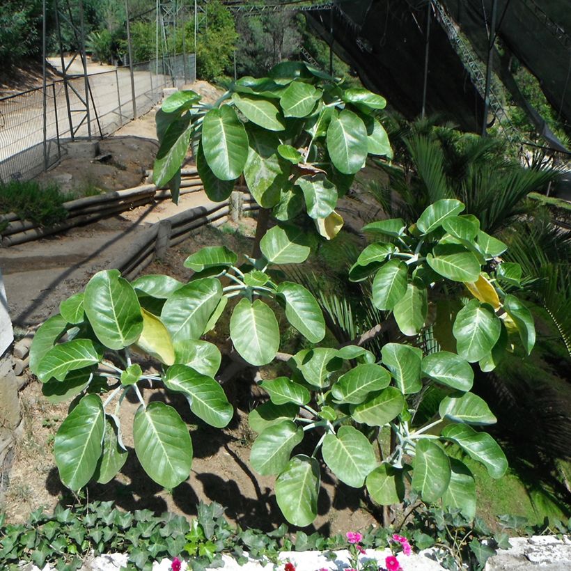 Dendroseris litoralis (littoralis) - Arbre chou  (Plant habit)
