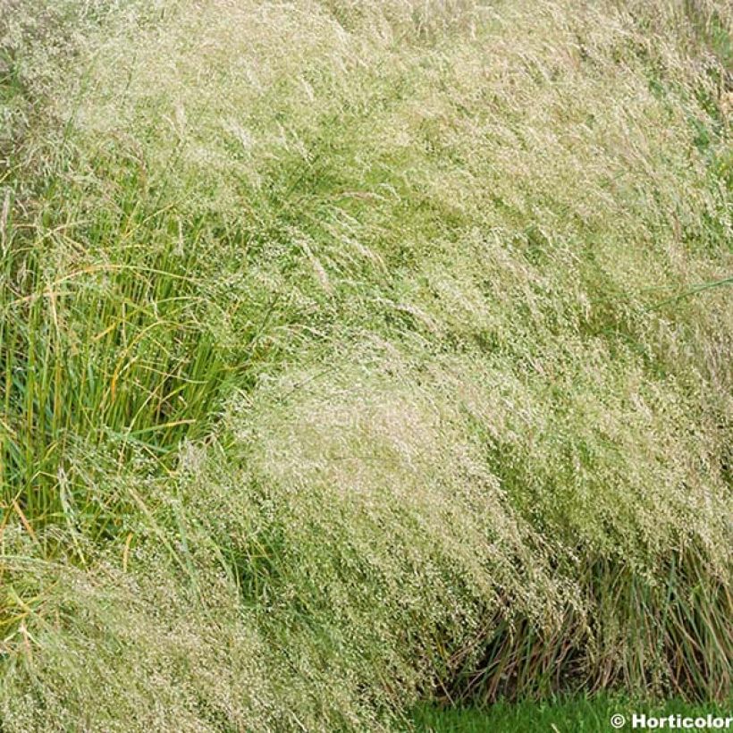 Deschampsia cespitosa Bronzeschleier - Canche cespiteuse (Flowering)