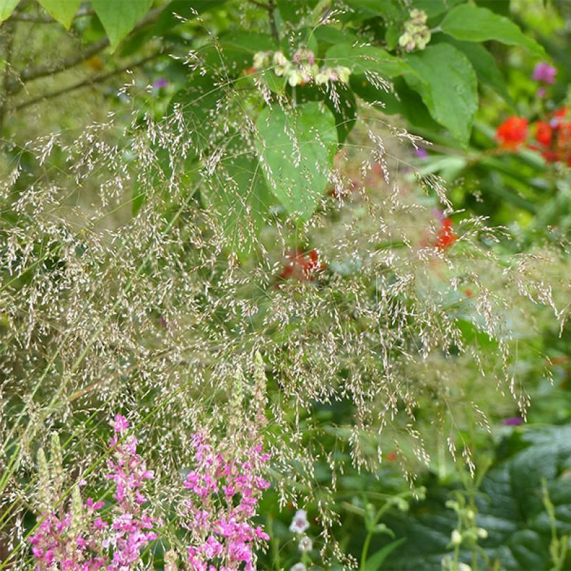 Deschampsia cespitosa Goldschleier - Canche cespiteuse (Flowering)
