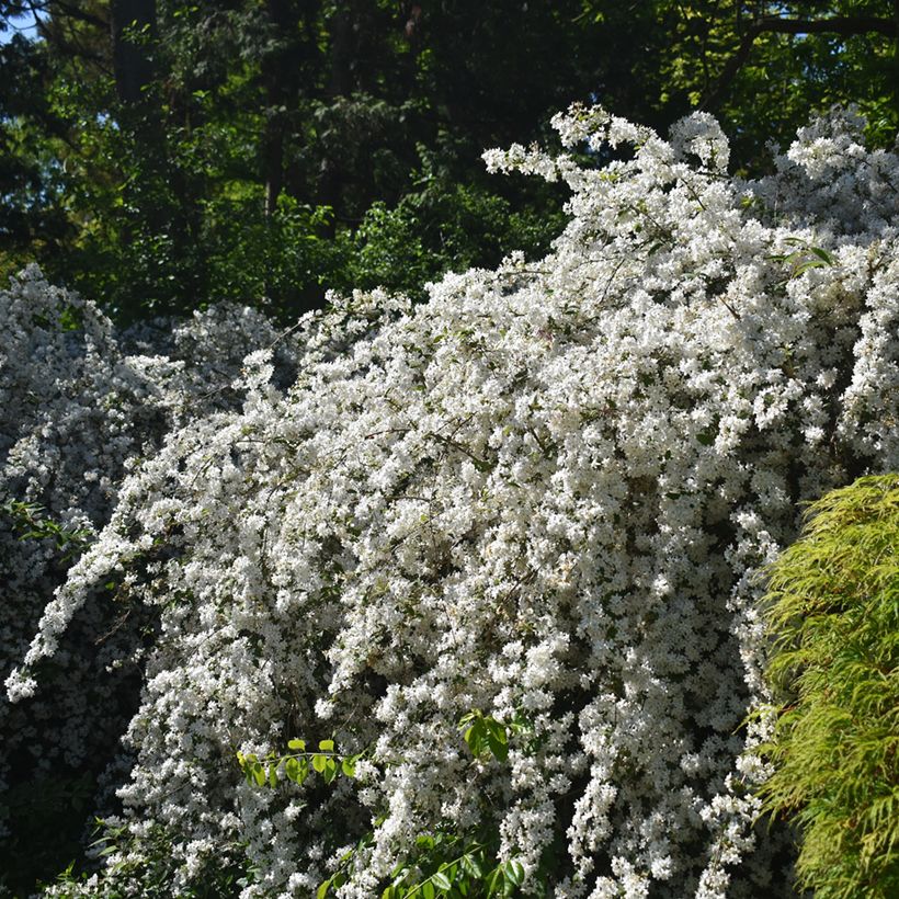 Deutzia gracilis Nikko (Plant habit)
