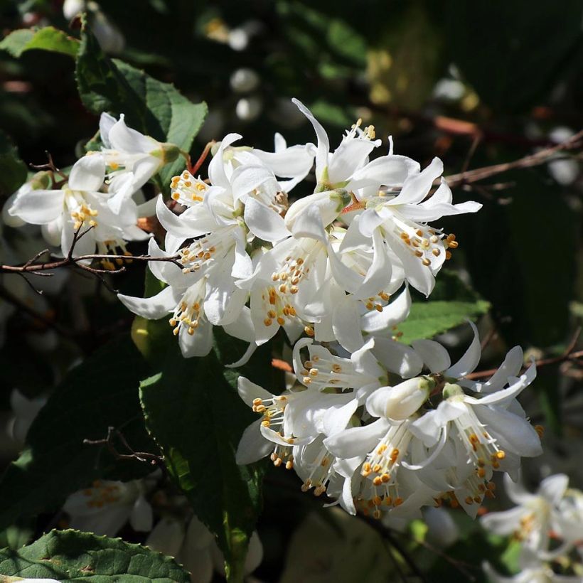 Deutzia magnifica - Deutzie (Flowering)