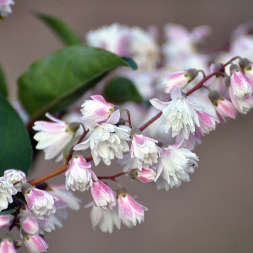Deutzia scabra Plena - Deutzie (Flowering)